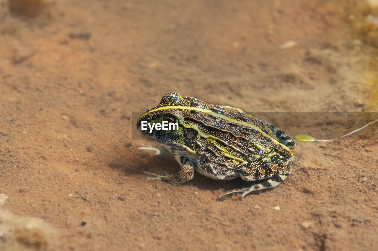 HIGH ANGLE VIEW OF A LIZARD ON GROUND