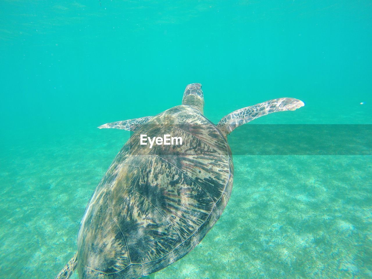 TURTLE SWIMMING IN SEA AGAINST BLUE SKY