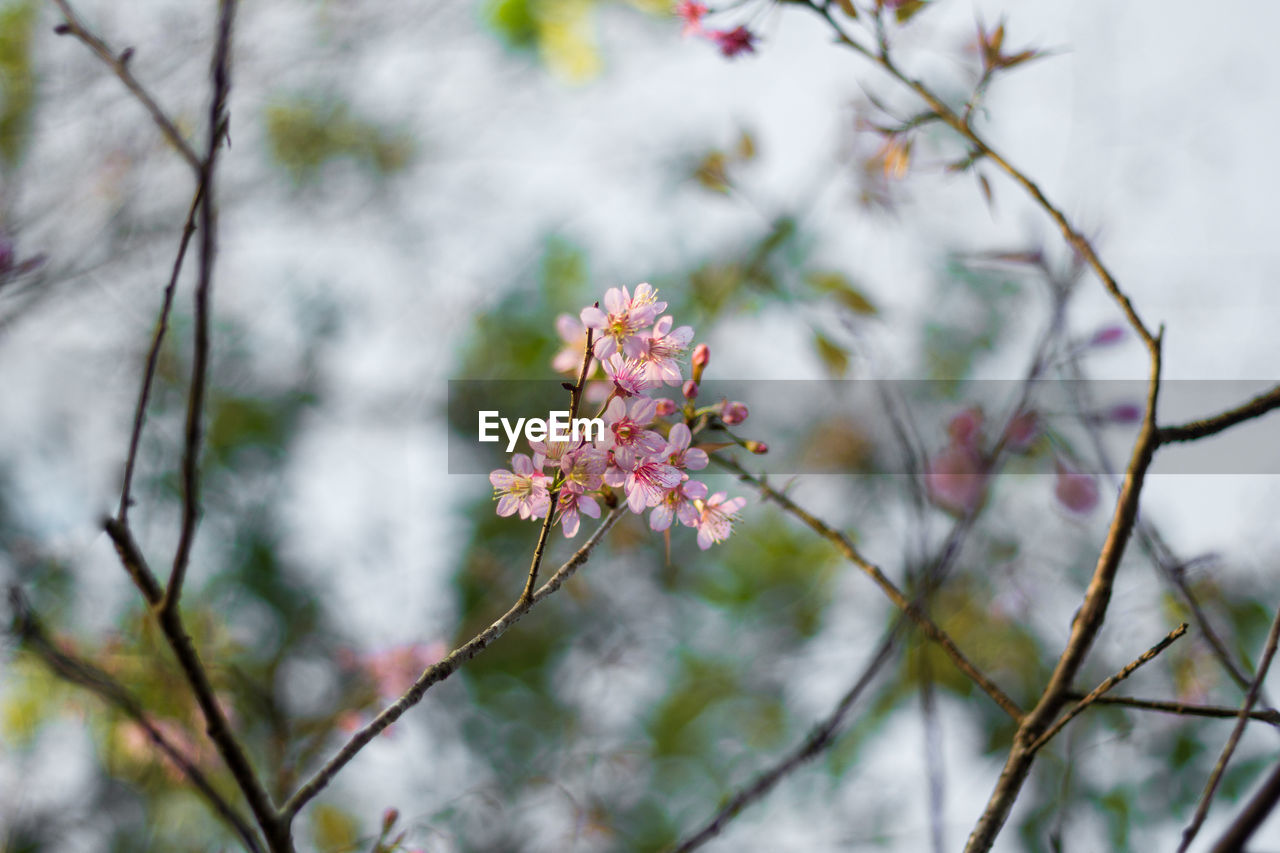 Close-up of pink cherry blossoms in spring