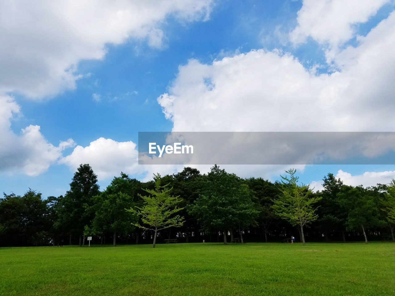 TREES ON GRASSY FIELD