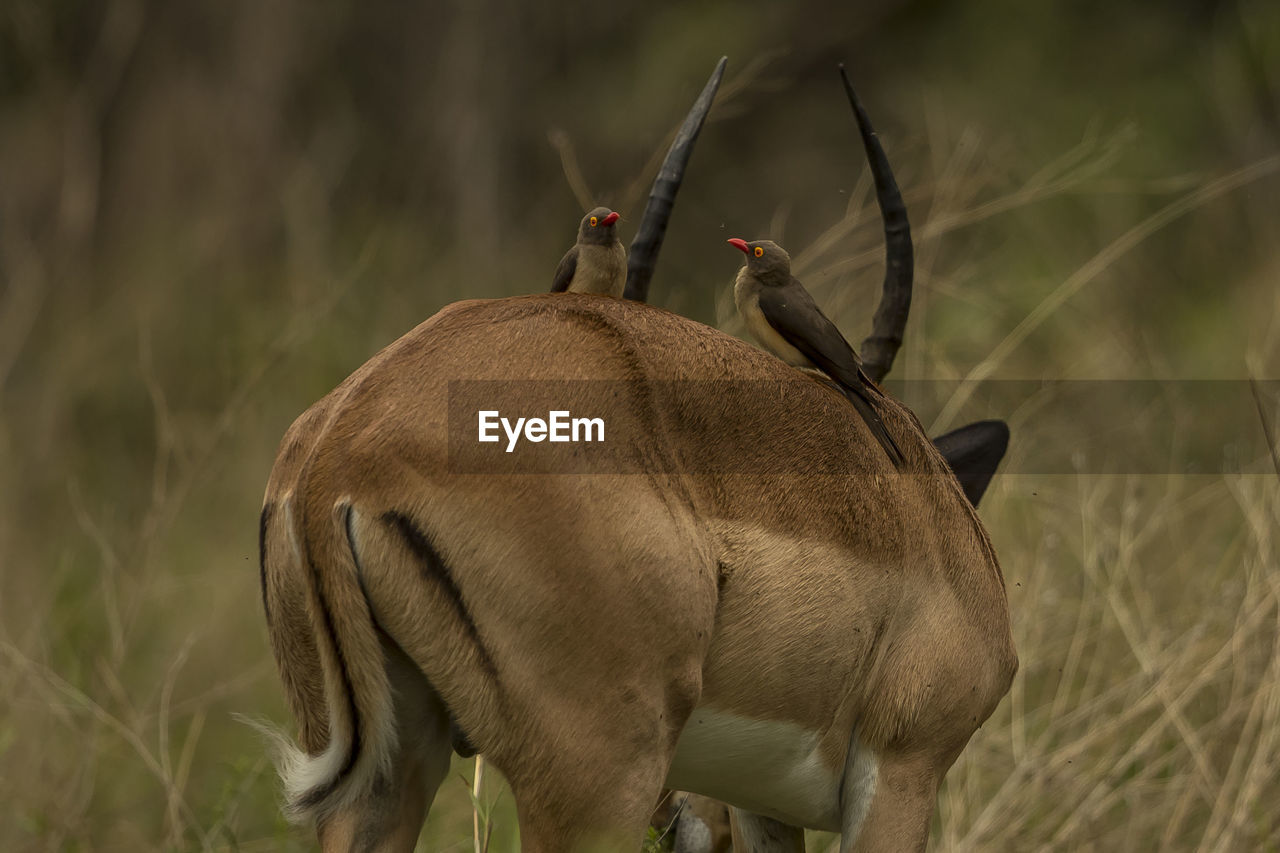 CLOSE-UP OF A HORSE