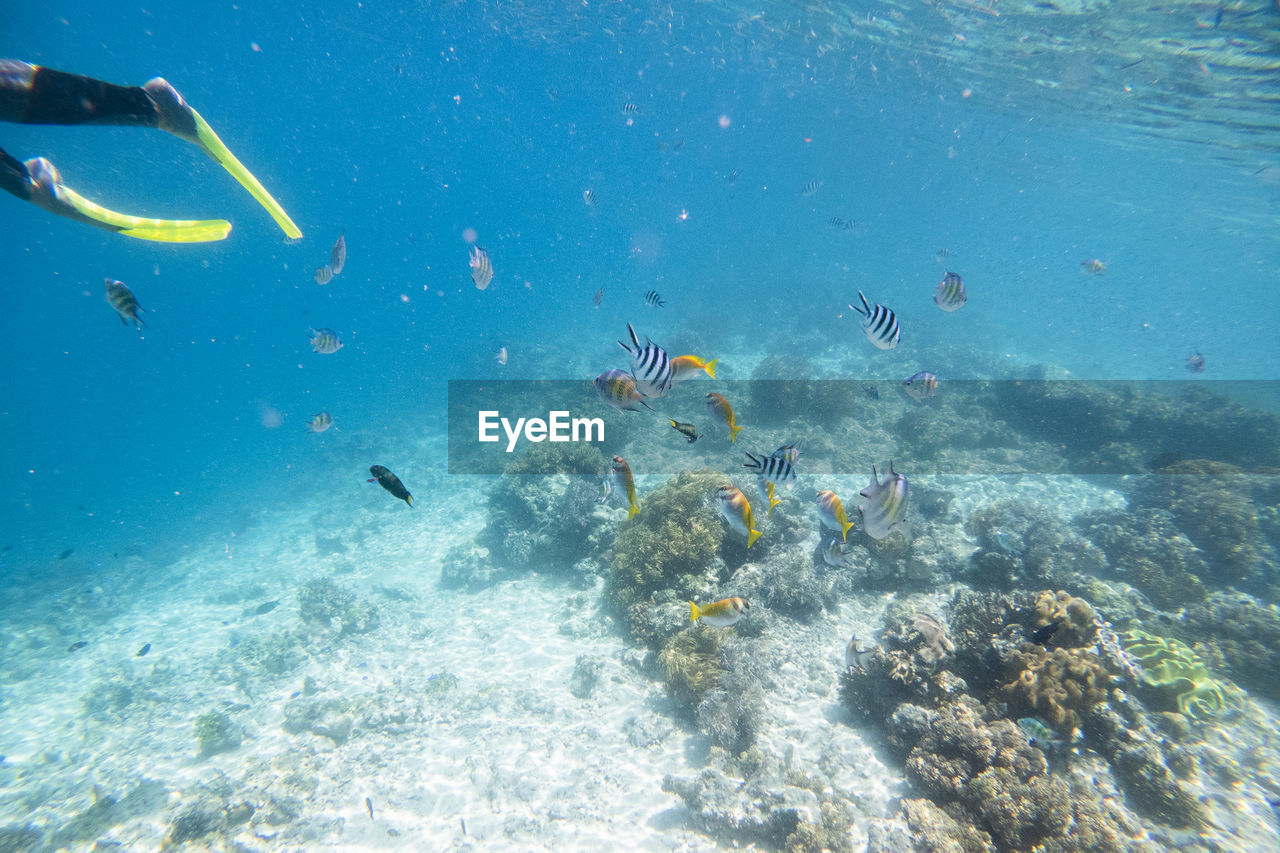 View of fishes swimming in sea at mabul island,malaysia