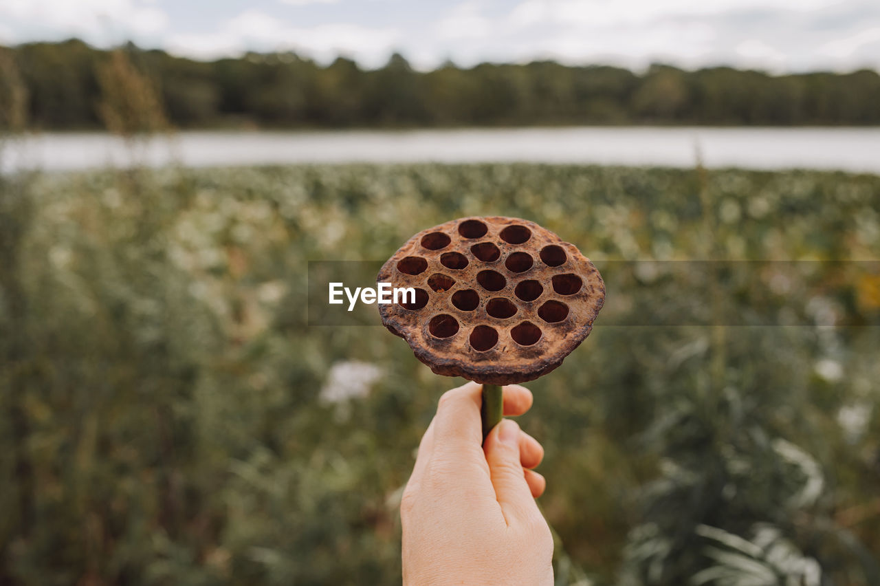 Dry lotus flower. hand holding plant against blurred background