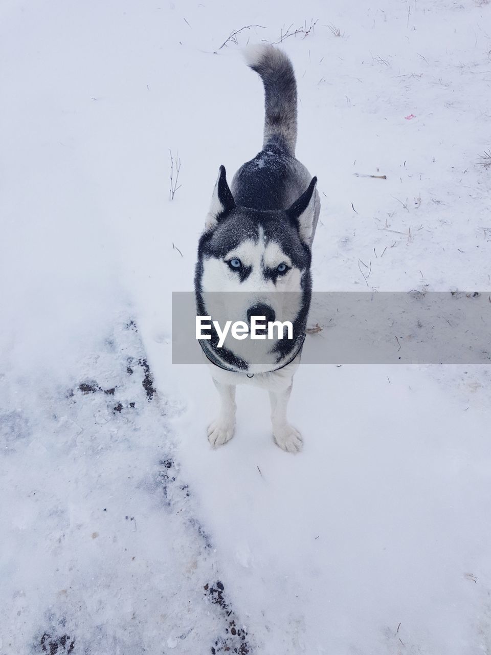 HIGH ANGLE VIEW OF DOG IN SNOW ON WALL