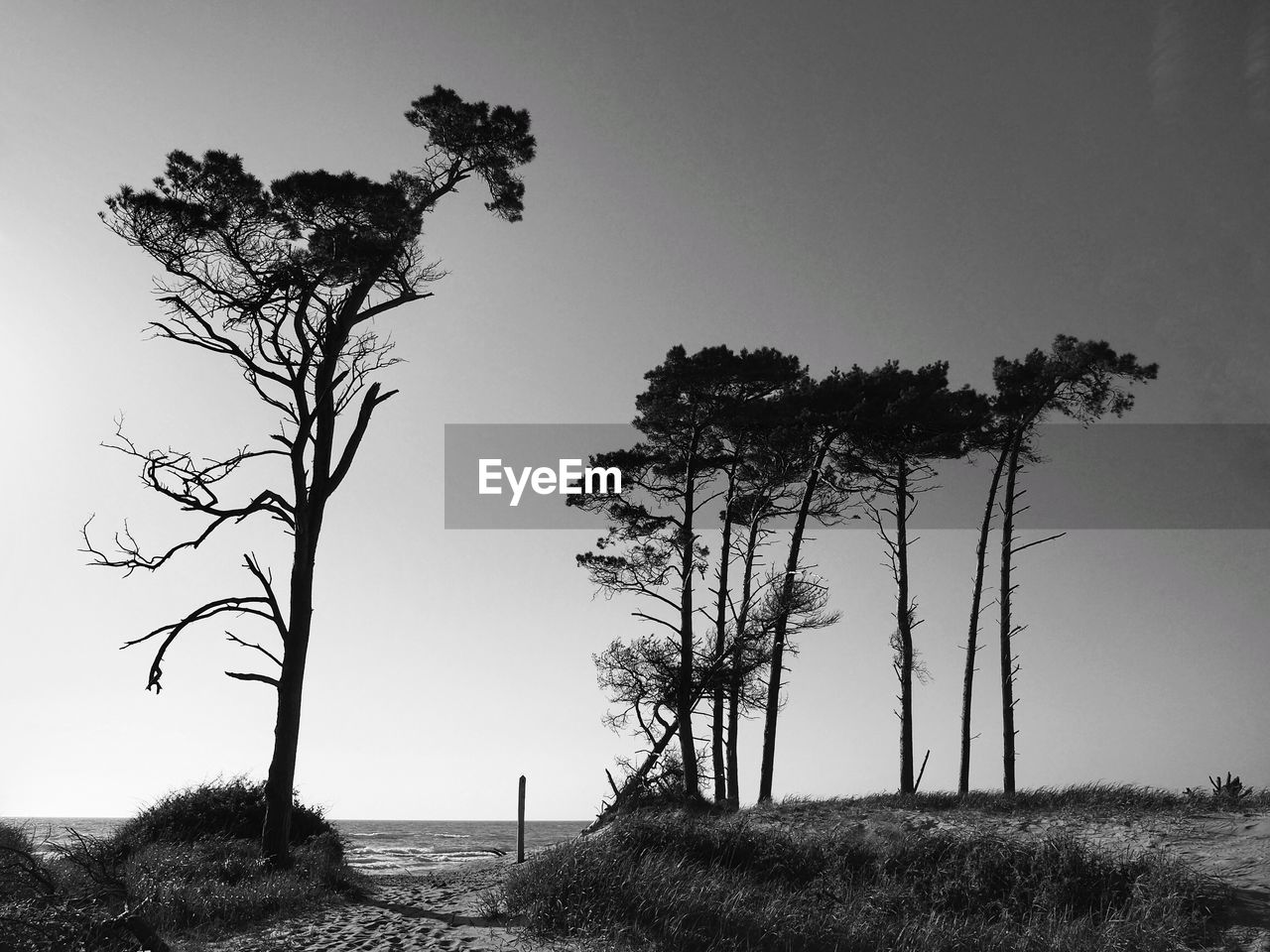 Trees on field against sky