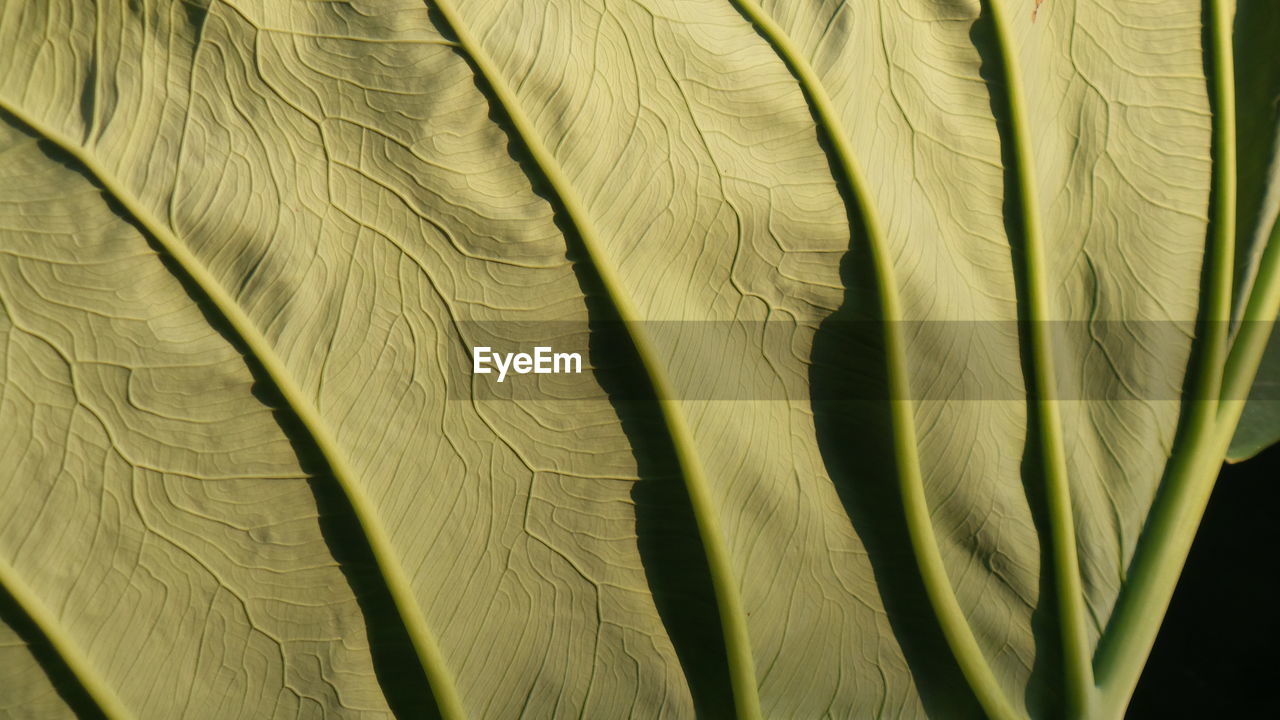 FULL FRAME SHOT OF LEAF