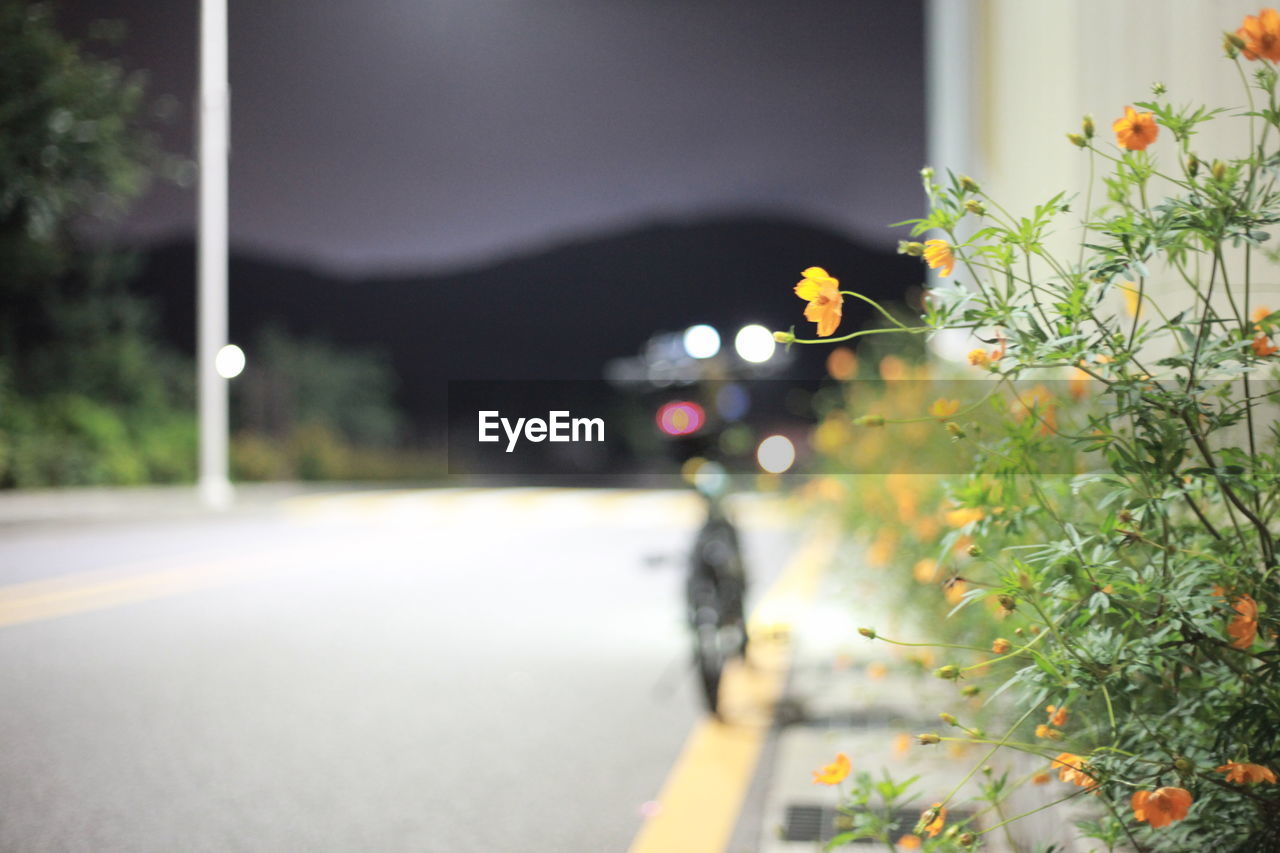 CLOSE-UP OF FLOWERING PLANT ON ROAD