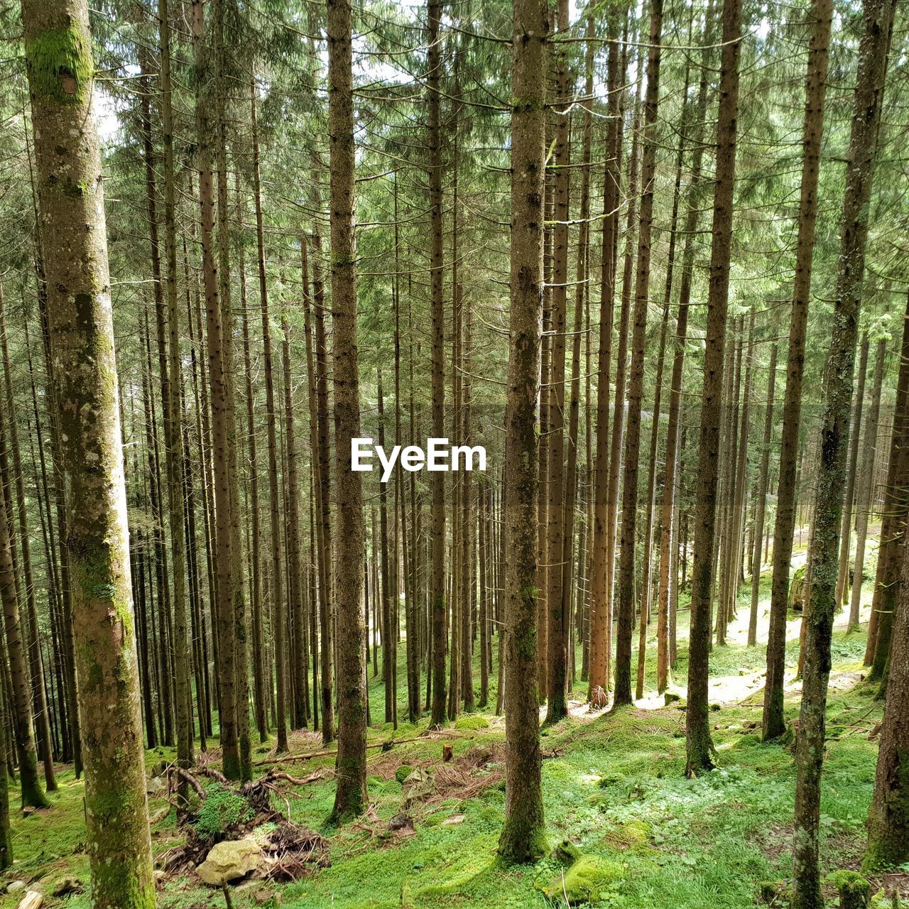 TREES GROWING ON FOREST