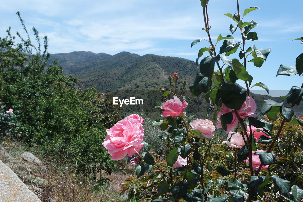 Flowers blooming by tree against sky