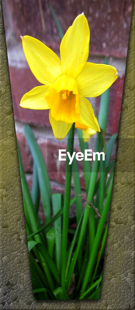 CLOSE-UP OF DAFFODILS BLOOMING OUTDOORS