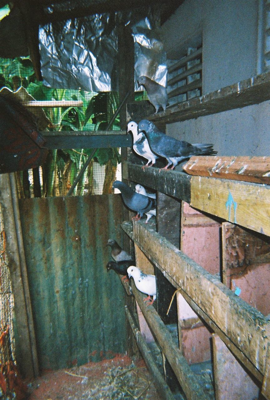 BIRD ON ABANDONED WALL