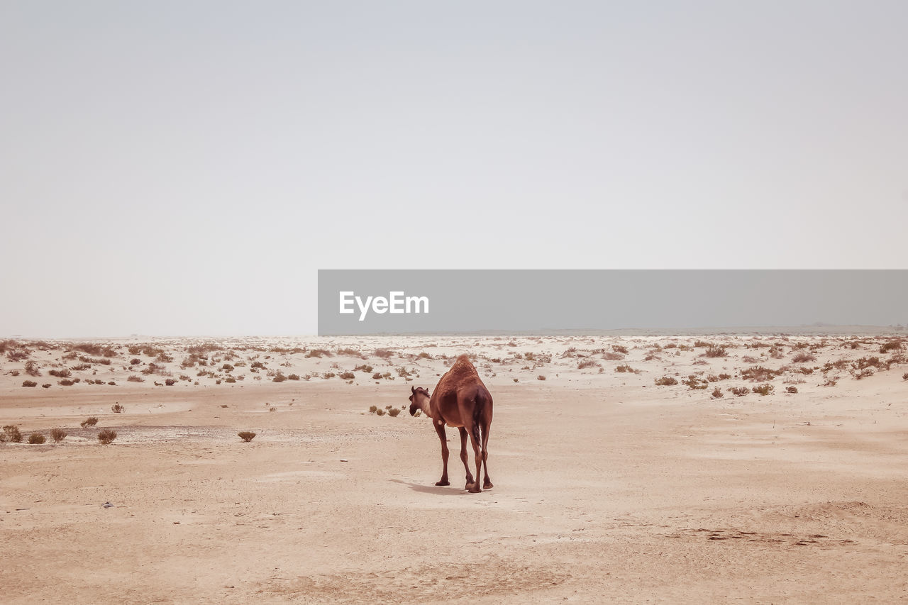 Camel standing at desert against clear sky