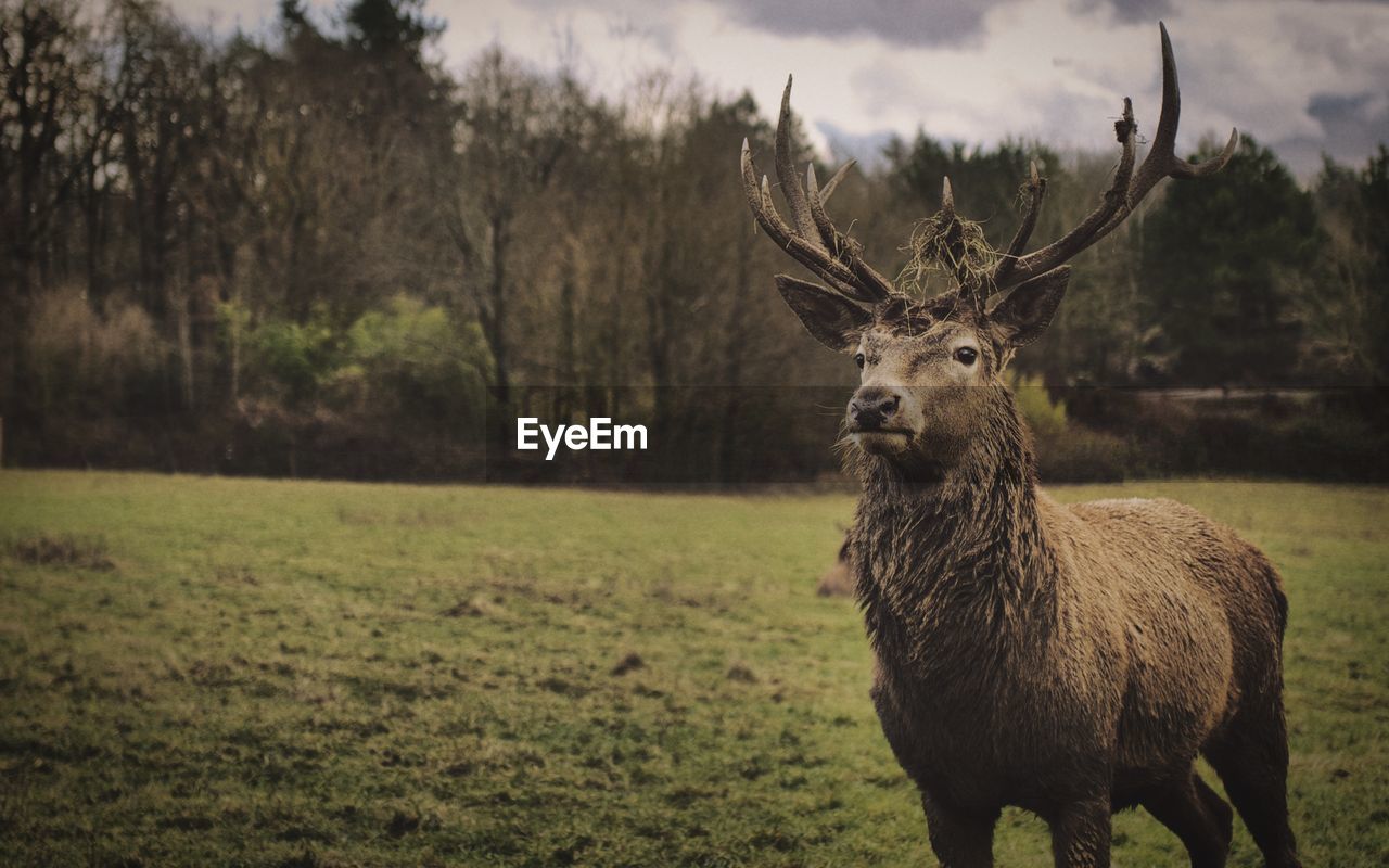 Deer standing on field