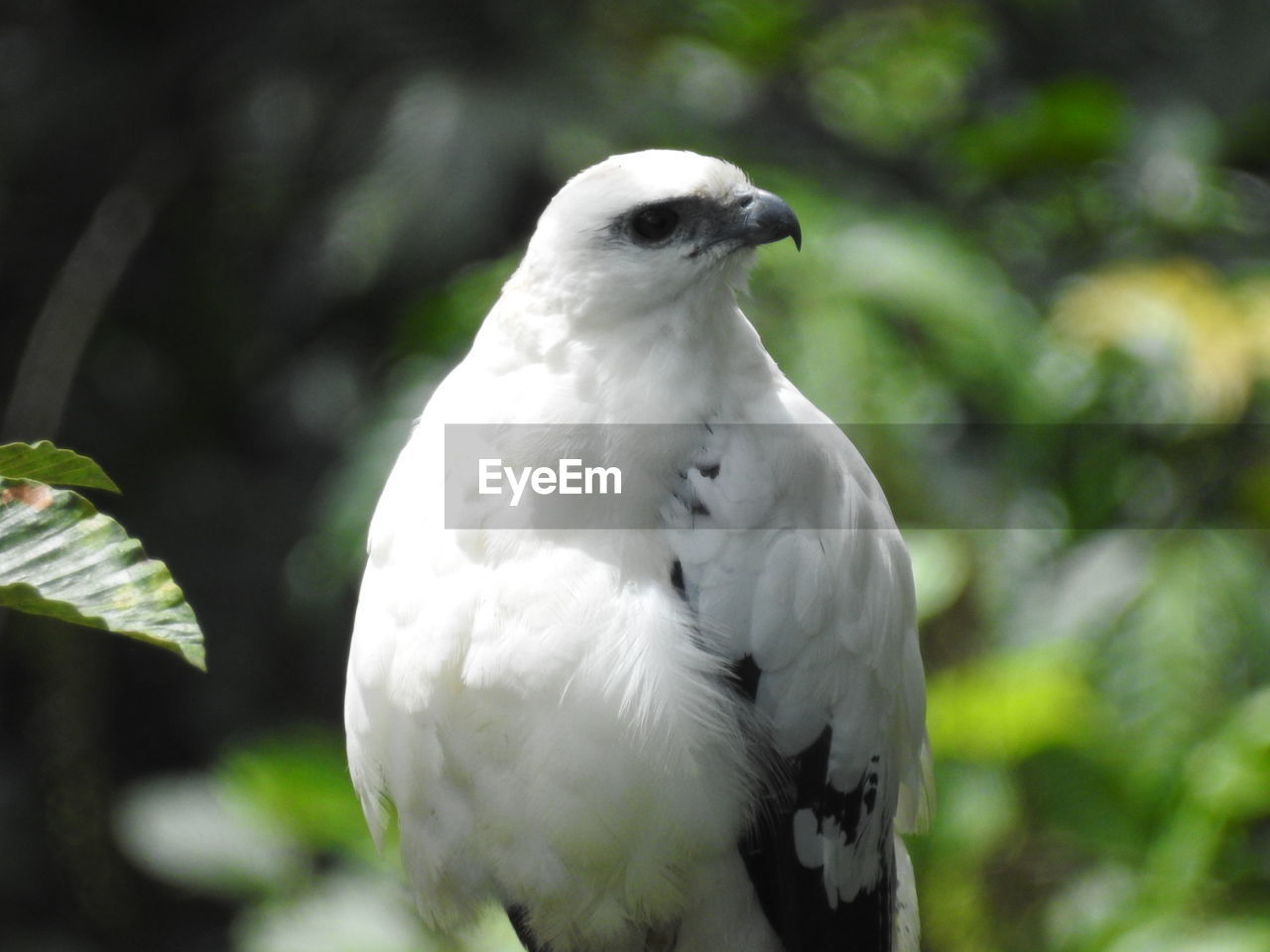 CLOSE-UP OF A BIRD