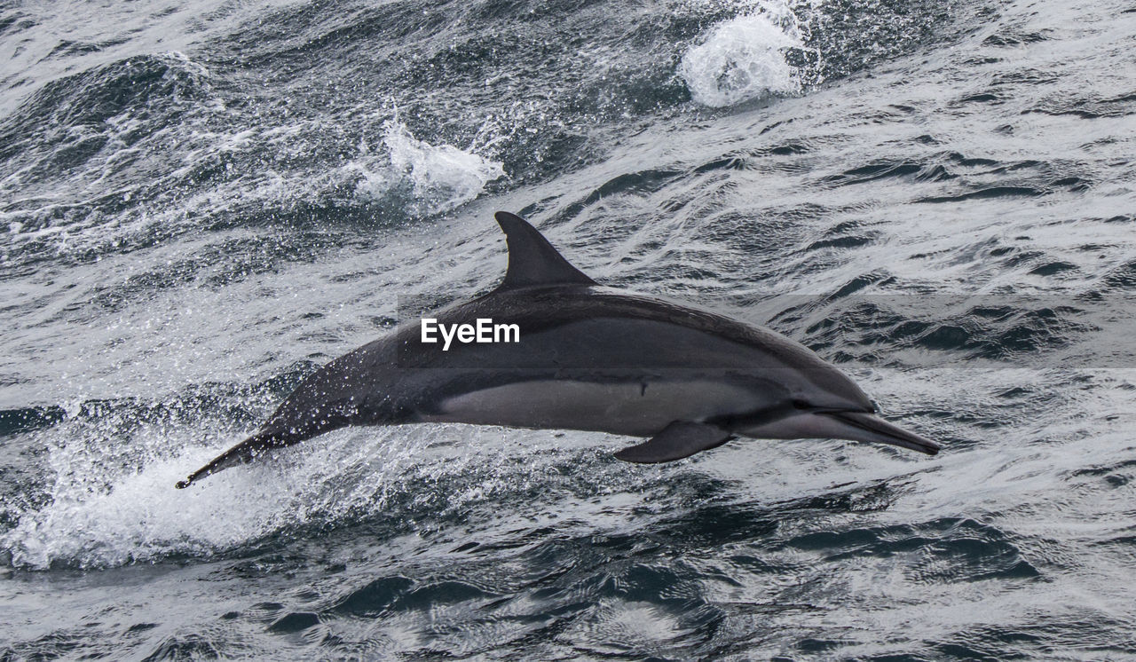 High angle view of dolphin diving into sea