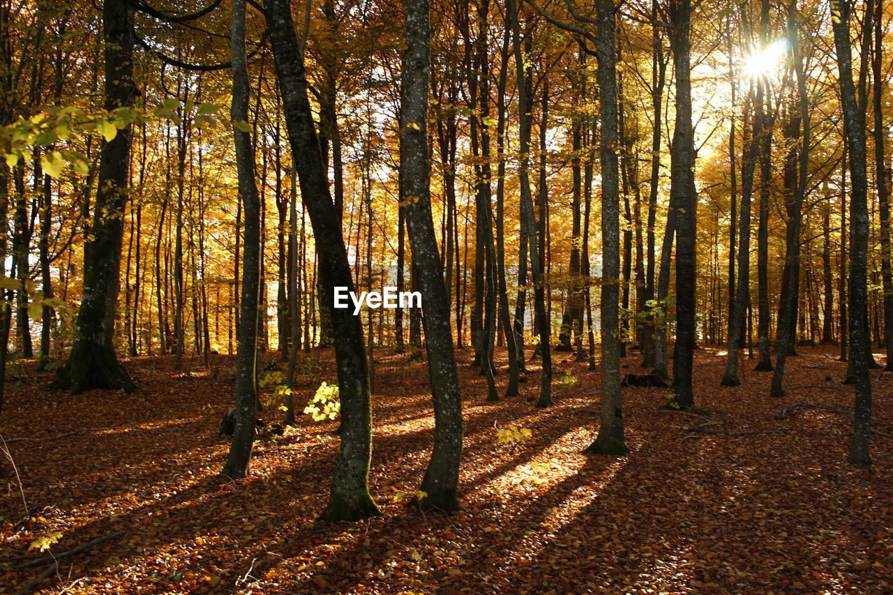 Trees in forest during sunset