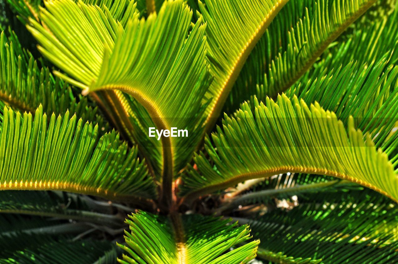 Close-up of palm tree leaves in tropical sunlight