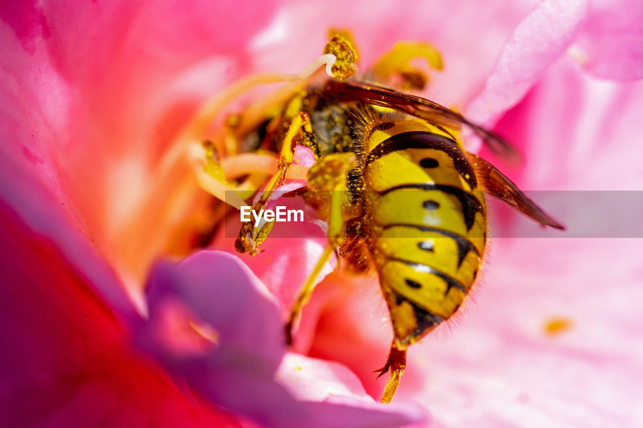 Close-up of a bee on pink flower