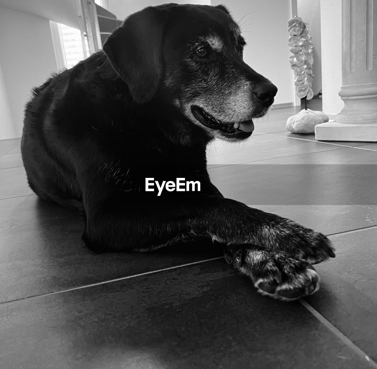 black, one animal, animal themes, animal, pet, domestic animals, mammal, canine, dog, black and white, flooring, monochrome, indoors, monochrome photography, labrador retriever, puppy, white, home interior, relaxation, no people, looking, lying down, sitting, tiled floor, tile