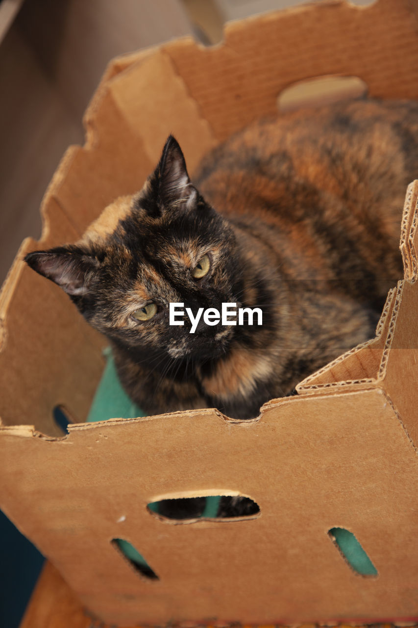 PORTRAIT OF CAT ON THE BOX