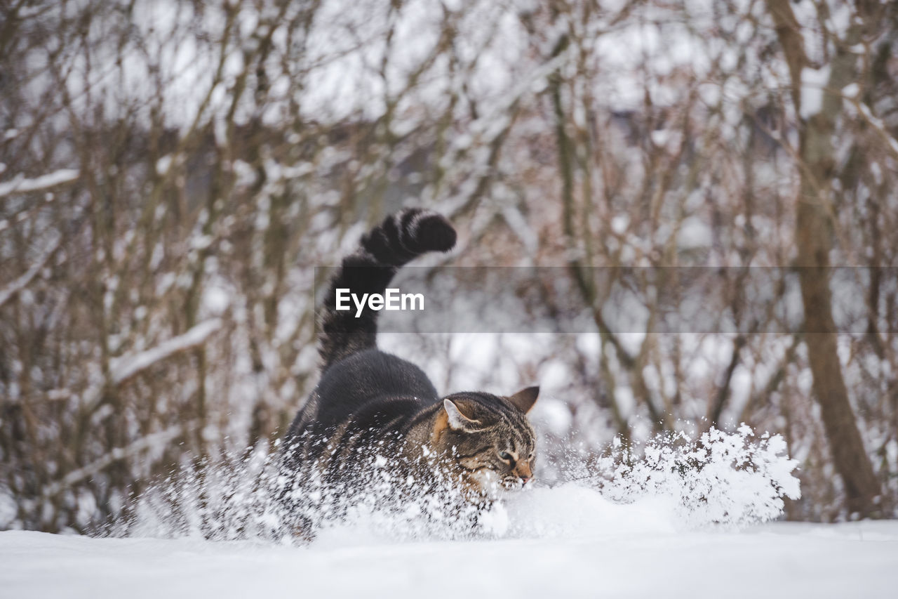 snow, winter, cold temperature, animal, animal themes, tree, animal wildlife, nature, wildlife, mammal, plant, one animal, forest, no people, land, beauty in nature, pet, day, outdoors, white, scenics - nature, environment, domestic animals, dog