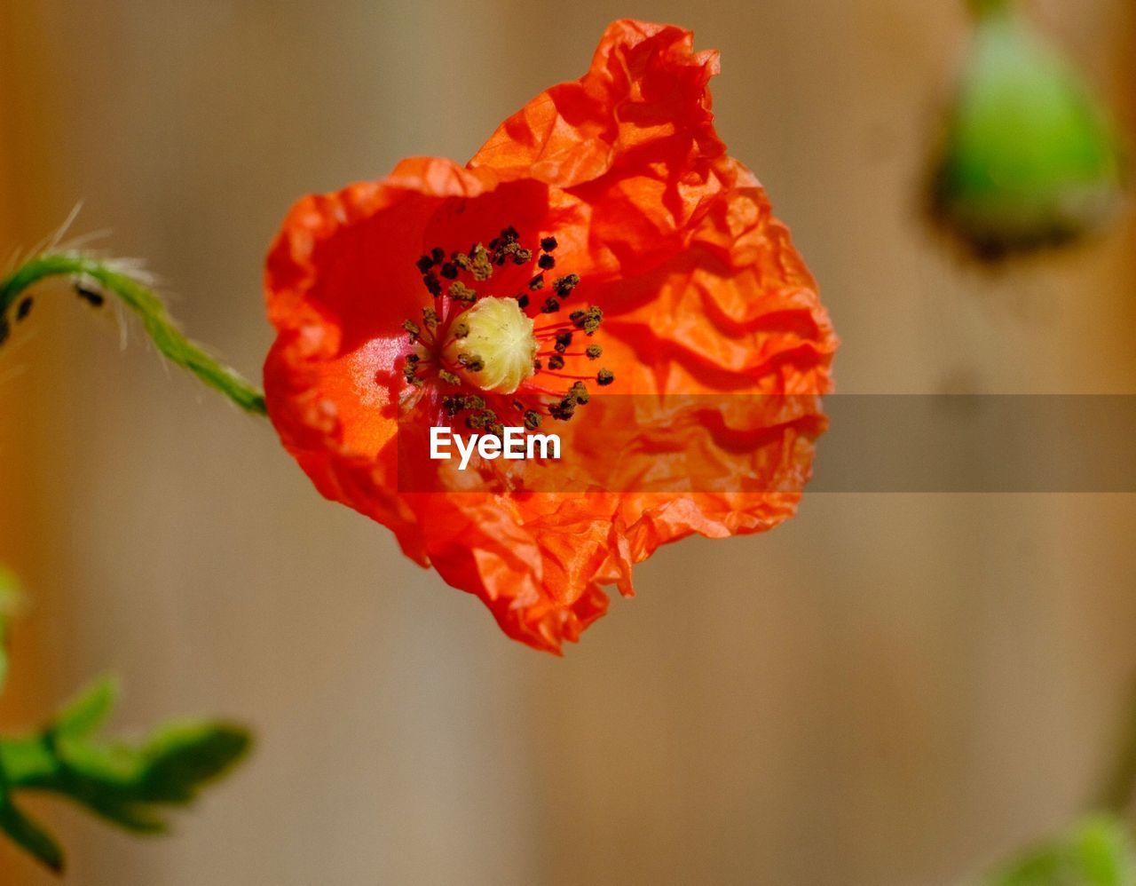 Close-up of red poppy flower