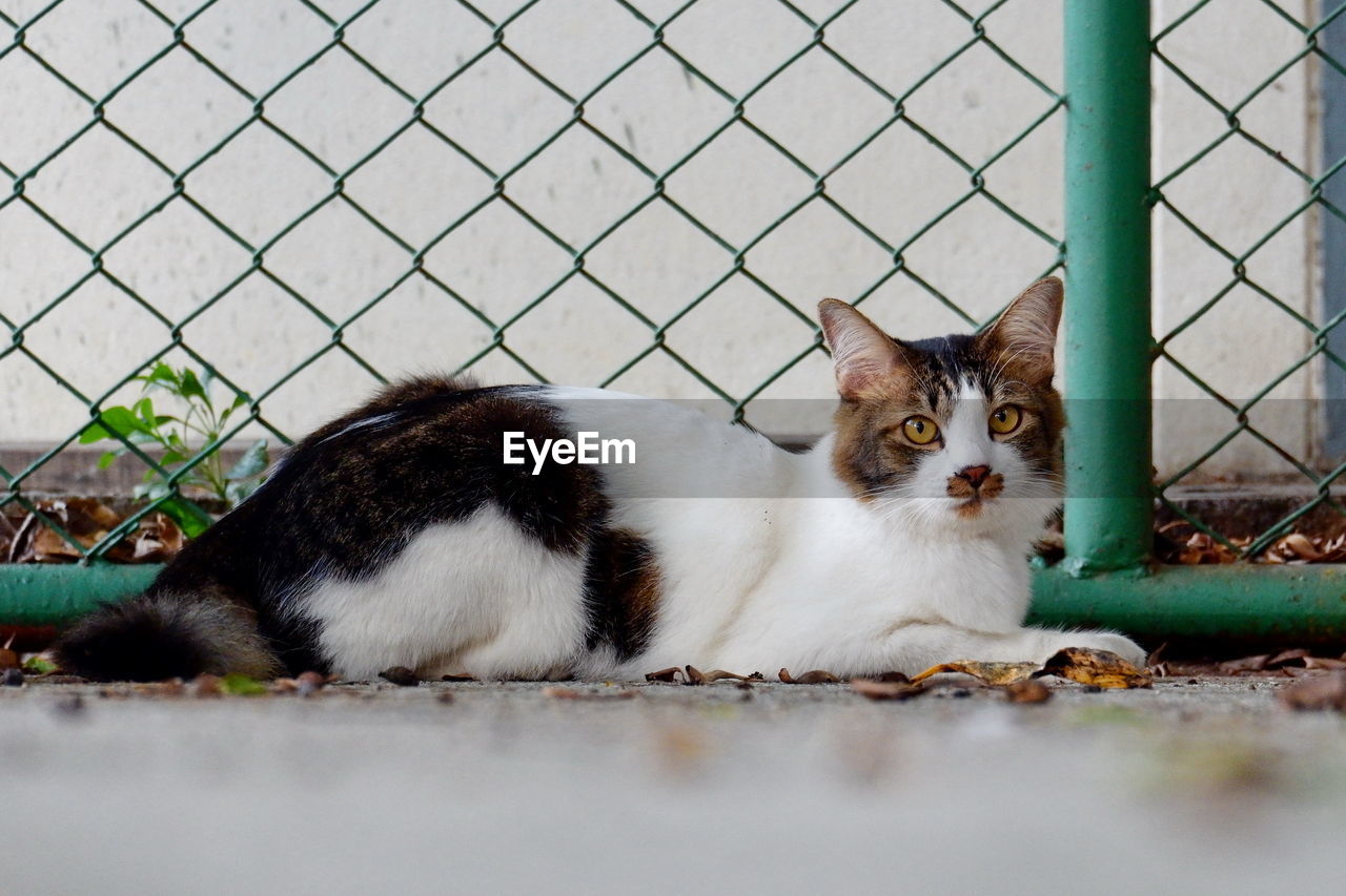 Portrait of a cat looking through metal fence