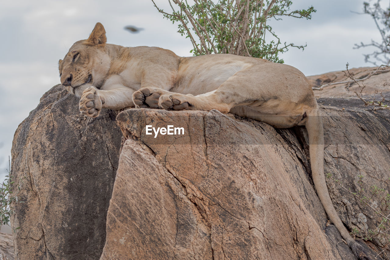 A lion relaxing on rock