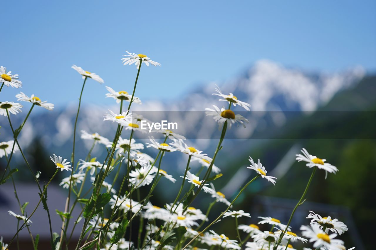 Close-up of white flowers blooming against sky