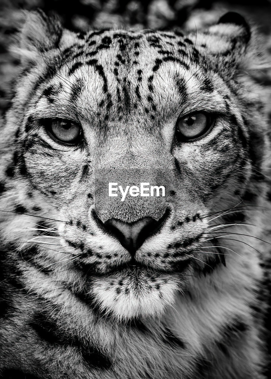 Close-up portrait of a snoe leopard face to face