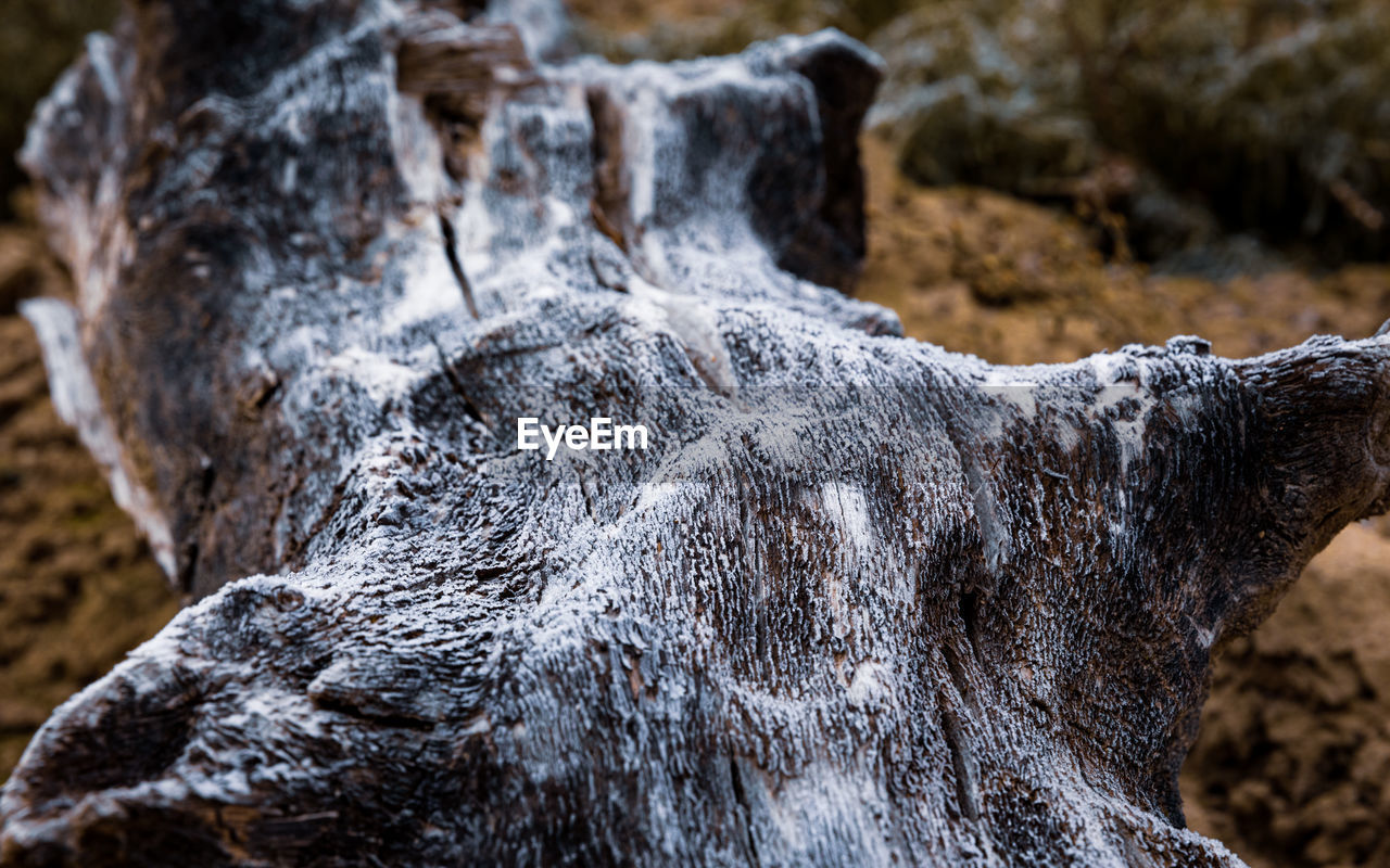 Close-up of frost on tree trunk 