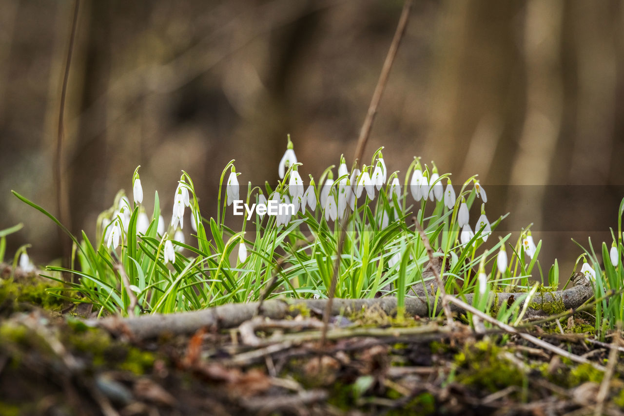 CLOSE-UP OF FLOWERS GROWING ON LAND