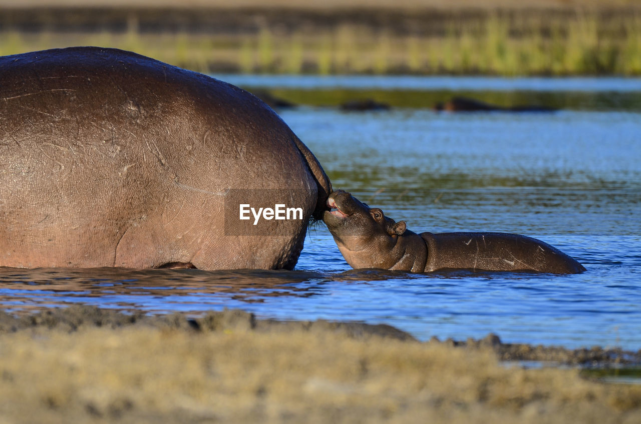 Calf with hippopotamus in lake