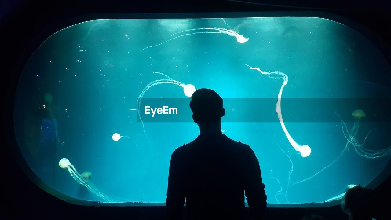 Silhouette man looking aquarium