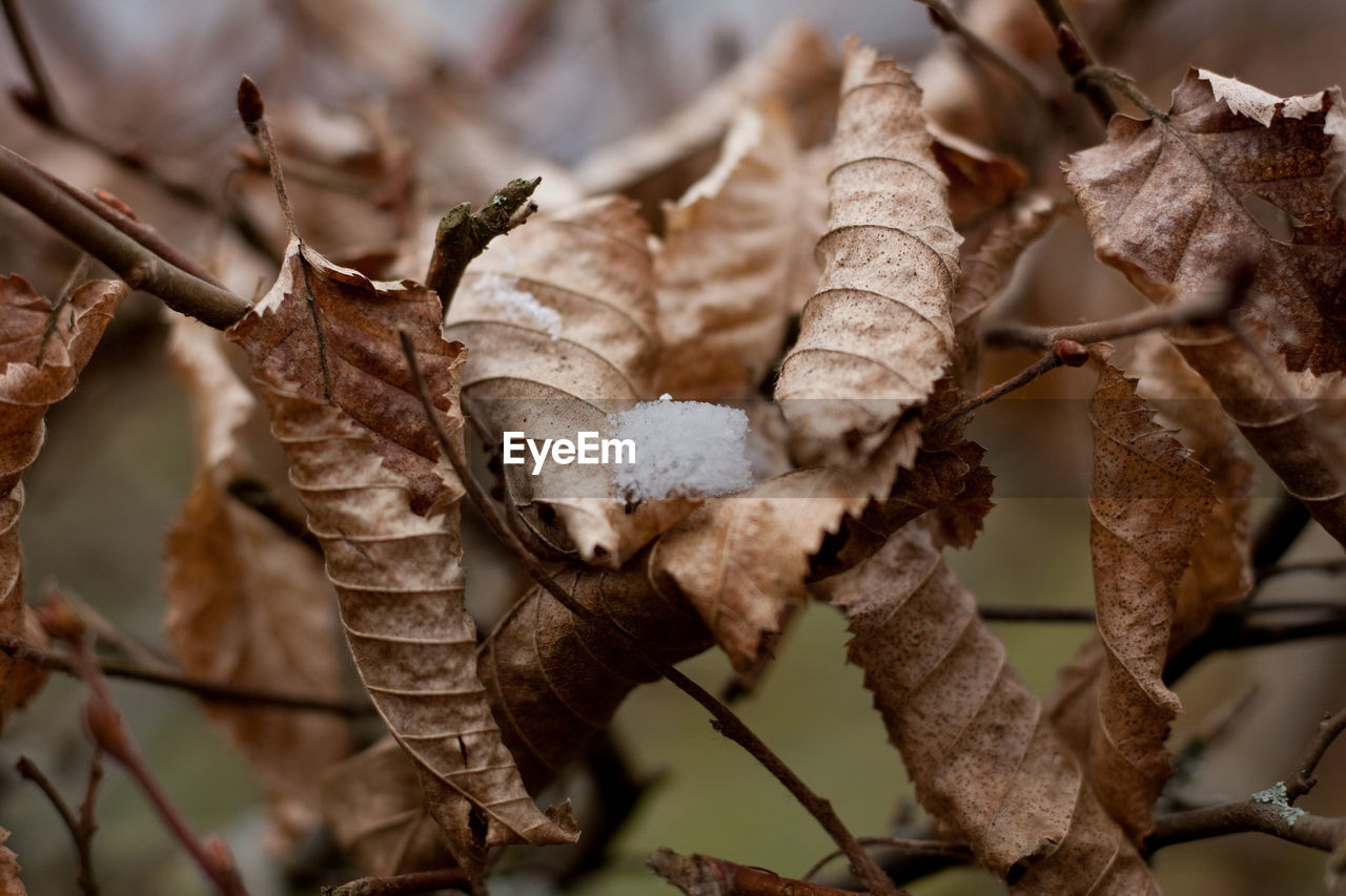 Close-up of dry leaves on plant