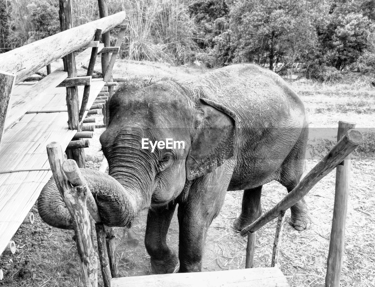 High angle view of elephant near wooden steps