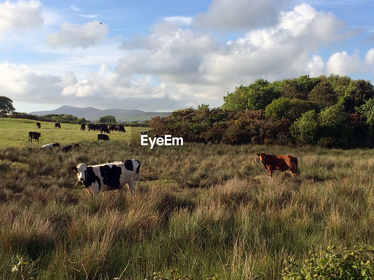 COWS ON FIELD