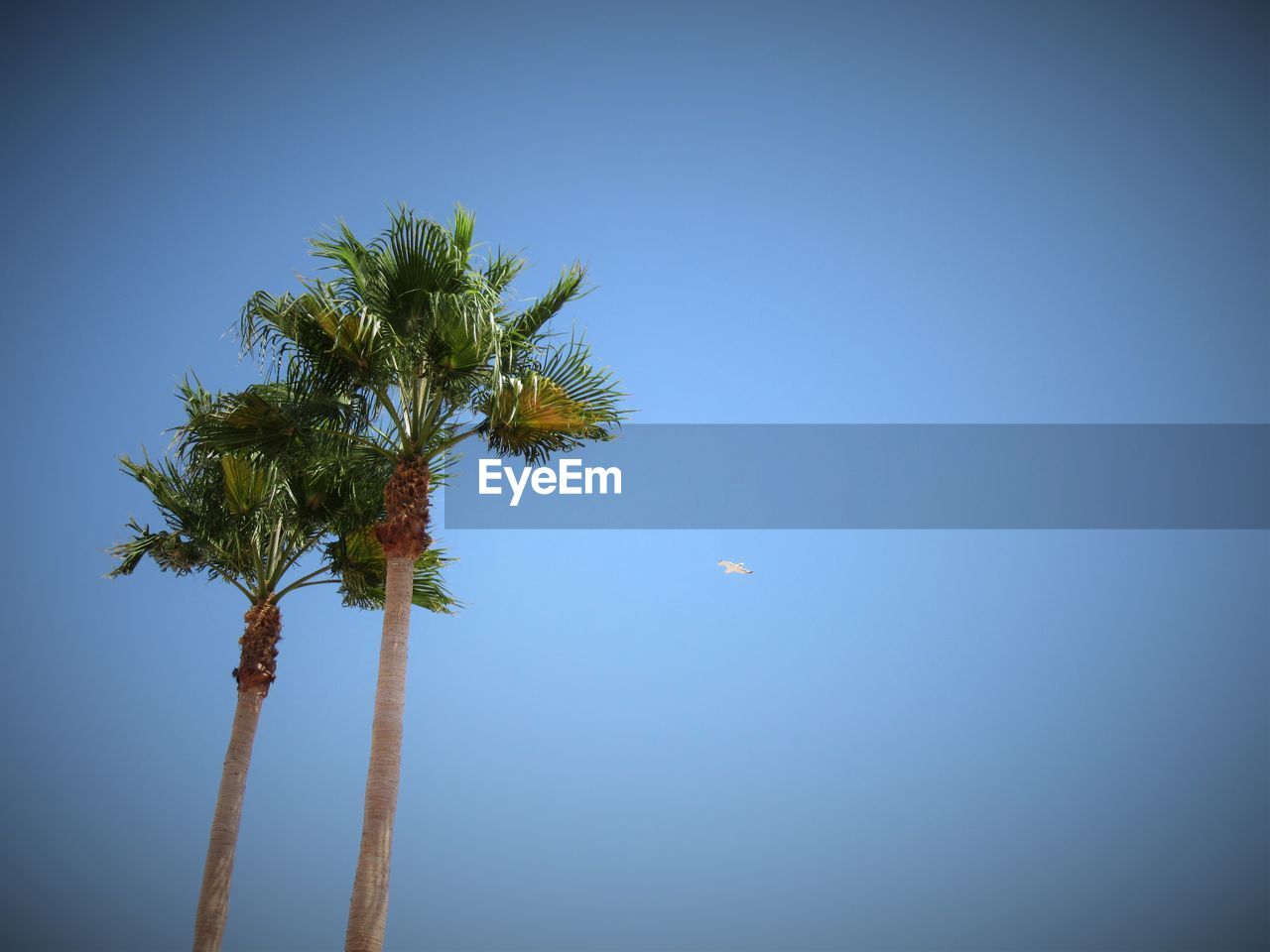 LOW ANGLE VIEW OF TREES AGAINST CLEAR BLUE SKY