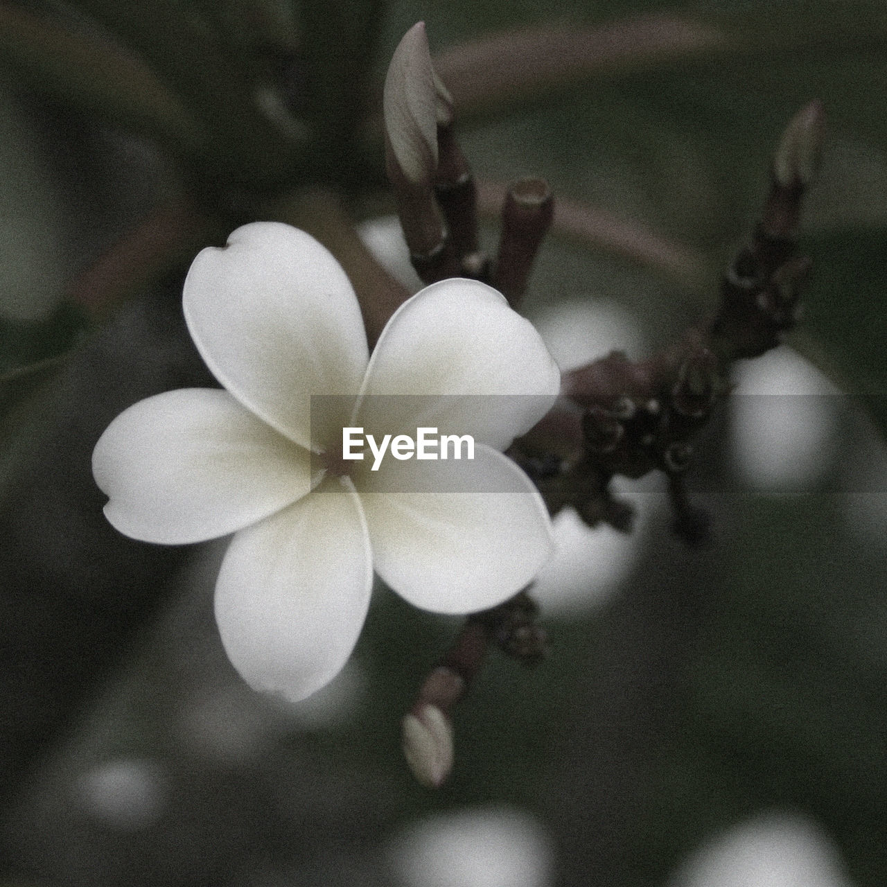 CLOSE-UP OF FLOWER