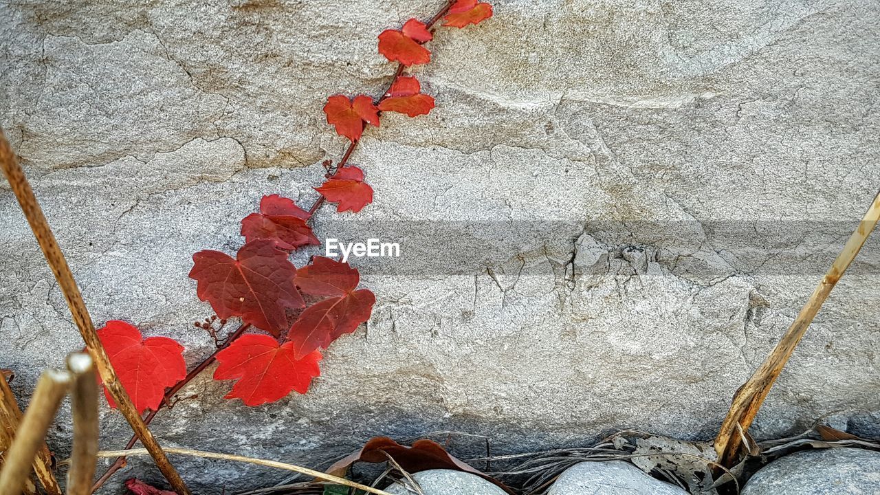 LOW SECTION OF RED ROSE PETALS ON CONCRETE