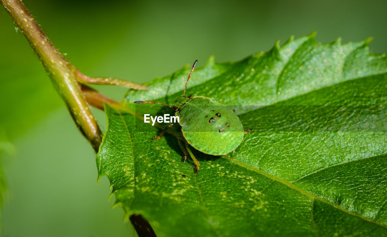 Close-up of bug on leaf