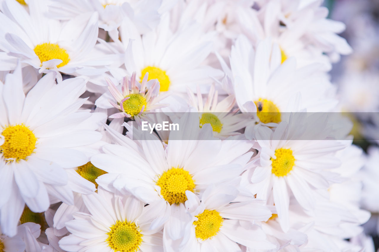 Close-up of fresh white flowers