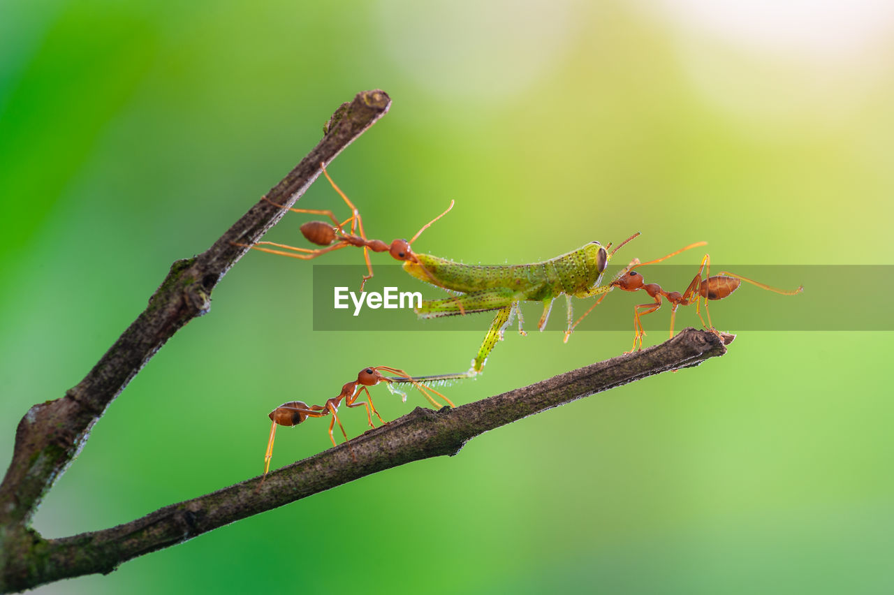 animal themes, animal, animal wildlife, insect, branch, wildlife, macro photography, nature, close-up, one animal, plant stem, green background, tree, plant, leaf, ant, green, no people, focus on foreground, outdoors, twig, side view, colored background, animal body part, full length, dragonflies and damseflies, macro, environment, beauty in nature, magnification, plant part, day