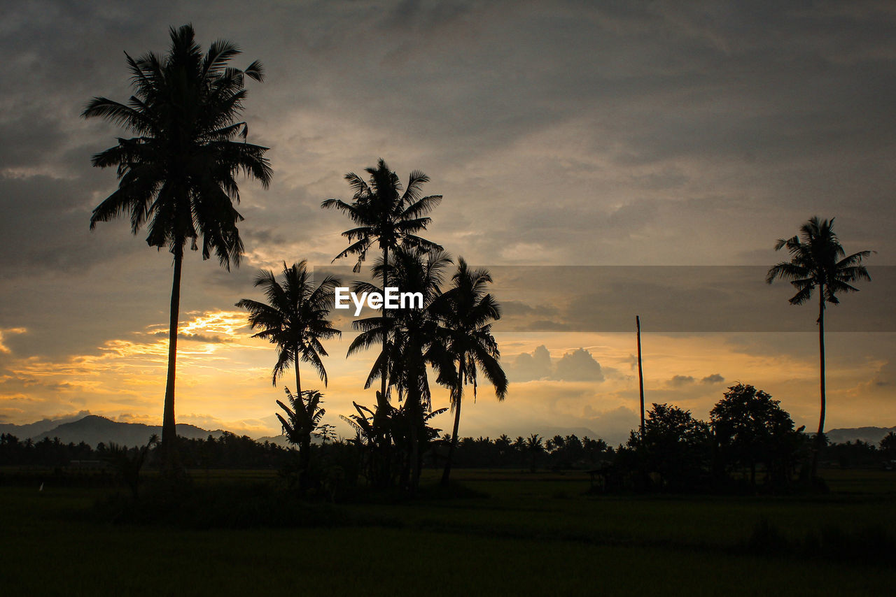 Silhouette of a coconut tree in the afternoon