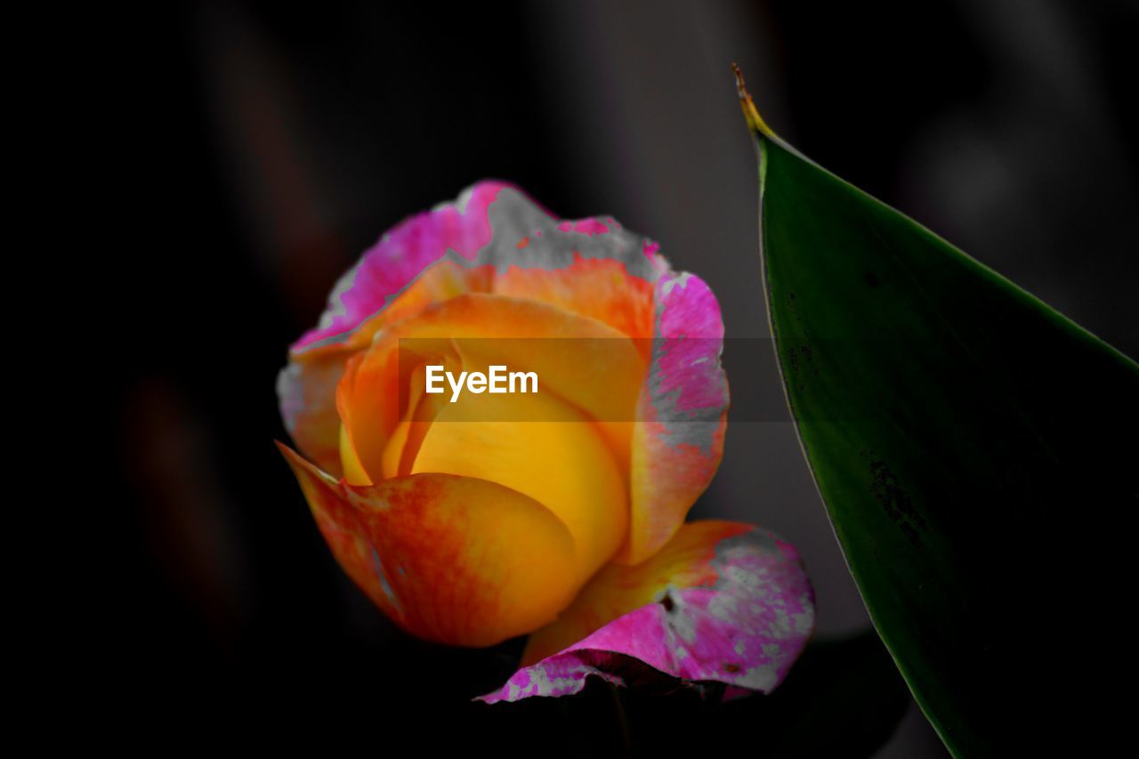 CLOSE-UP OF PURPLE FLOWER