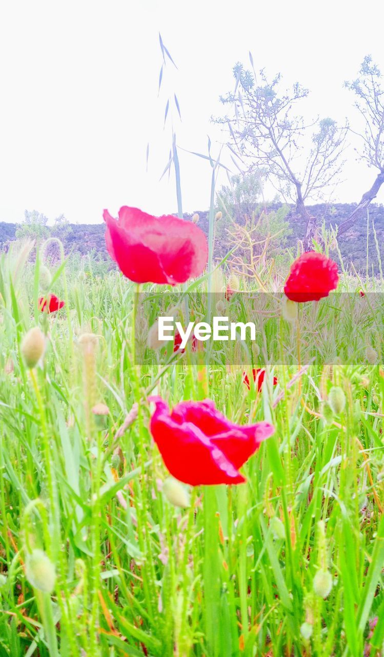 plant, flower, flowering plant, red, beauty in nature, nature, growth, poppy, freshness, field, meadow, grass, land, no people, day, fragility, green, petal, grassland, sky, flower head, tranquility, inflorescence, outdoors, close-up, landscape, springtime, environment, tranquil scene, plain, clear sky