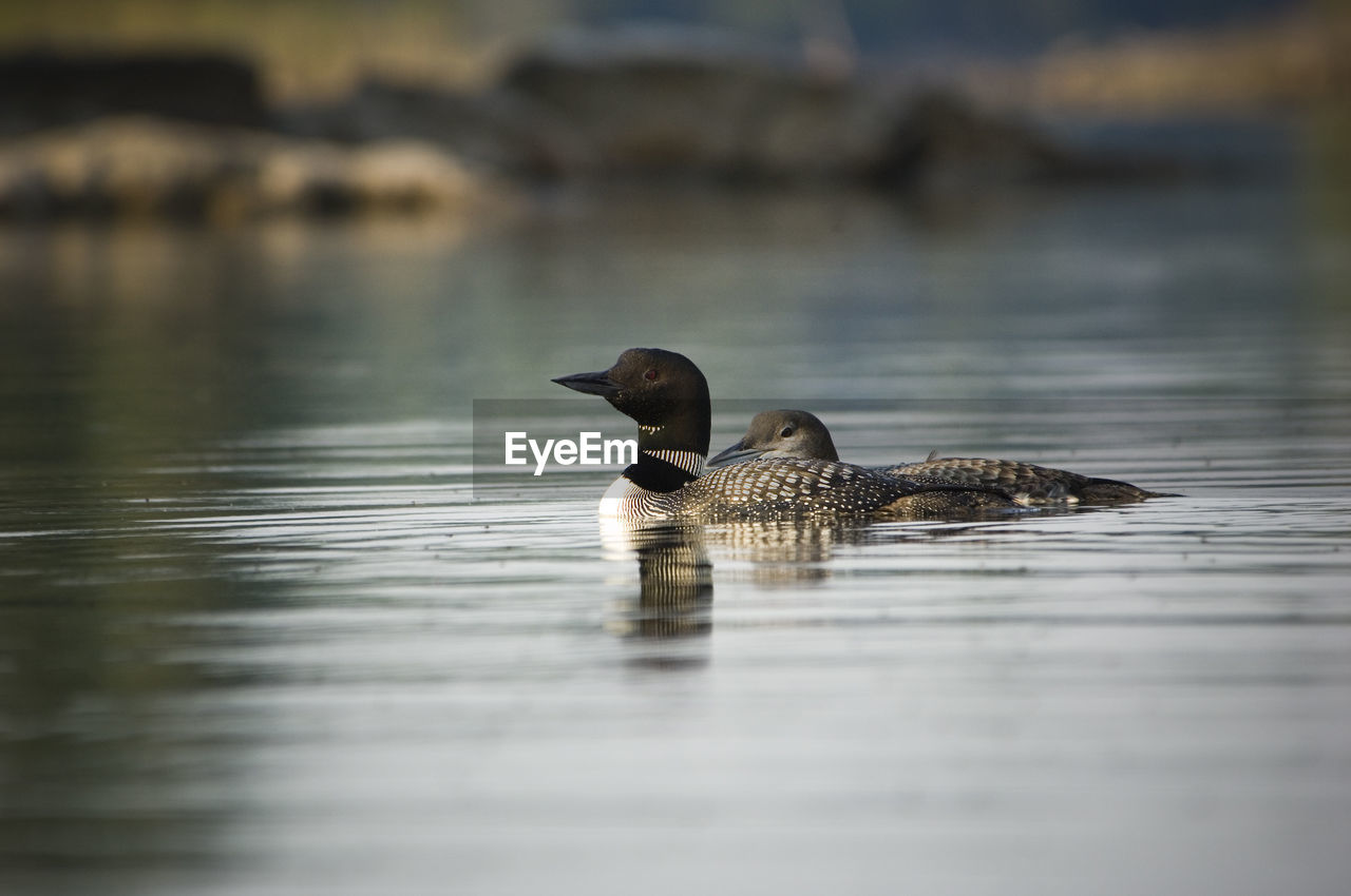 Close-up of loons swimming on lake