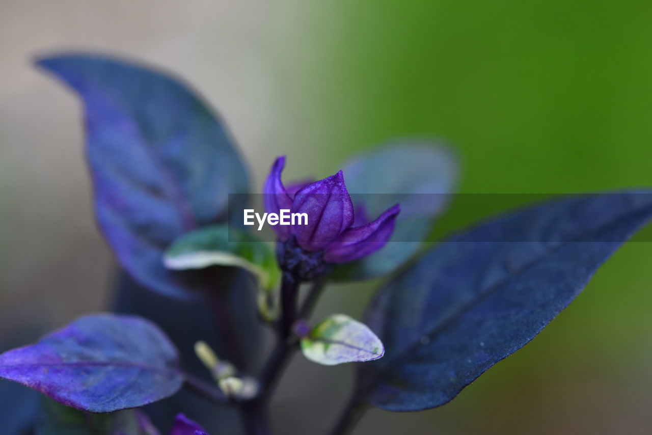 Close-up of purple flowering plant