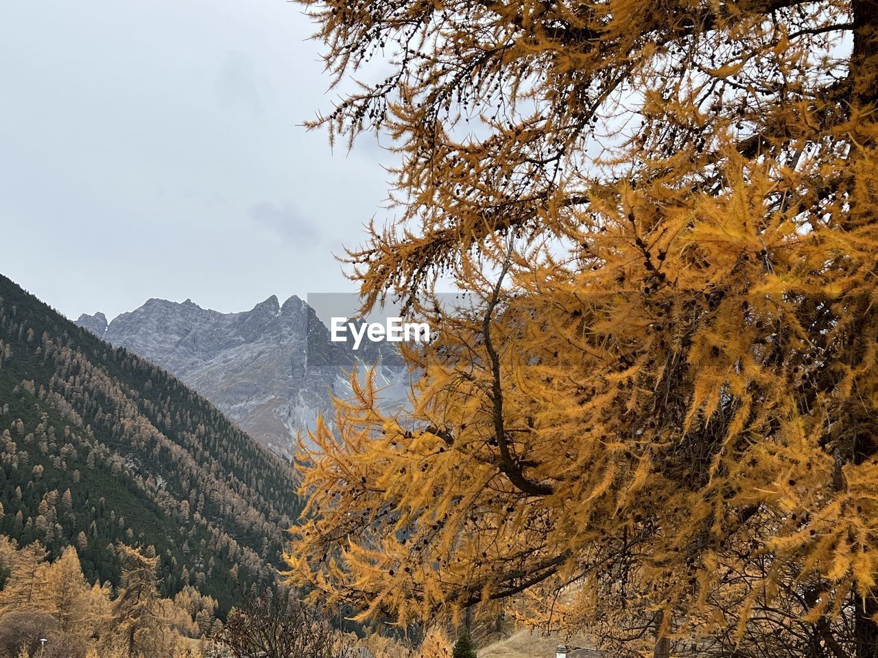 Scenic view of tree mountains against sky during autumn