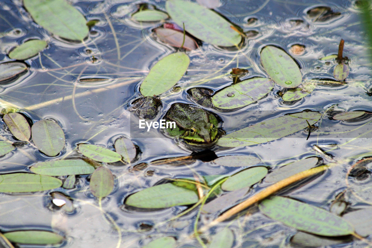 green, water, nature, leaf, plant part, lake, no people, amphibian, close-up, high angle view, full frame, day, floating, floating on water, wet, animal wildlife, outdoors, beauty in nature, plant, flower, water lily, frog, animal, animal themes, backgrounds